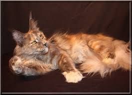 Maine Coon - summerplace Funny hill