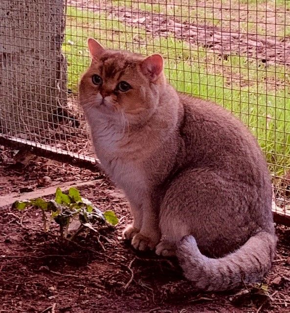 British Shorthair et Longhair - monbÔchaton Pluch