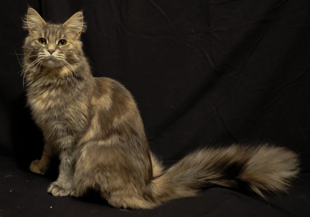 Maine Coon - Romy de roveny