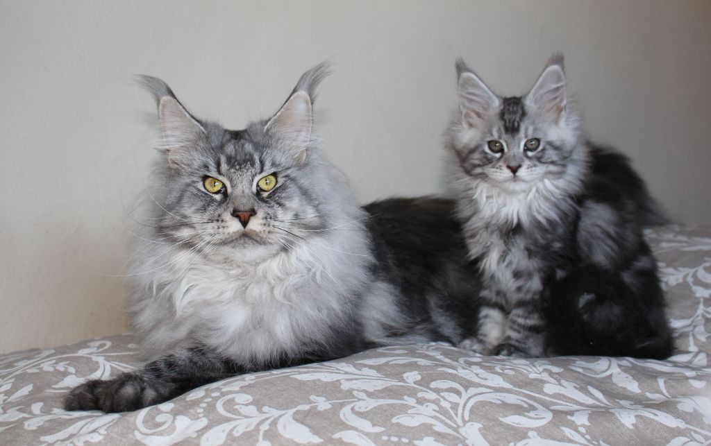 Maine Coon - Pall mall roswell