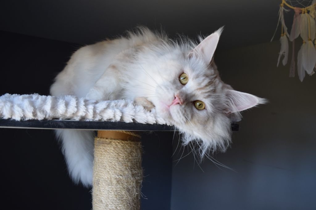 Maine Coon - ONYXS ONE long happiness pl