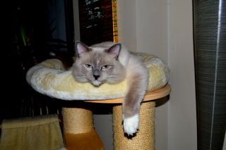 Ragdoll - Toulouse De La Closerie Deval