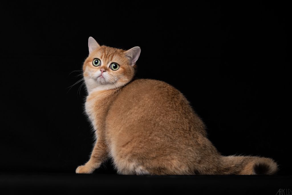 British Shorthair et Longhair - Twilight des landes de kerivo