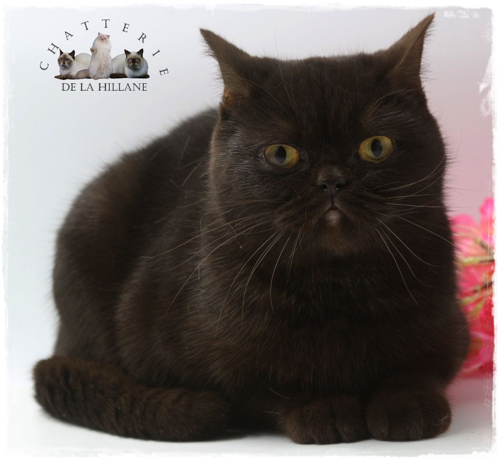 British Shorthair et Longhair - CH. Nutella De La Hillane