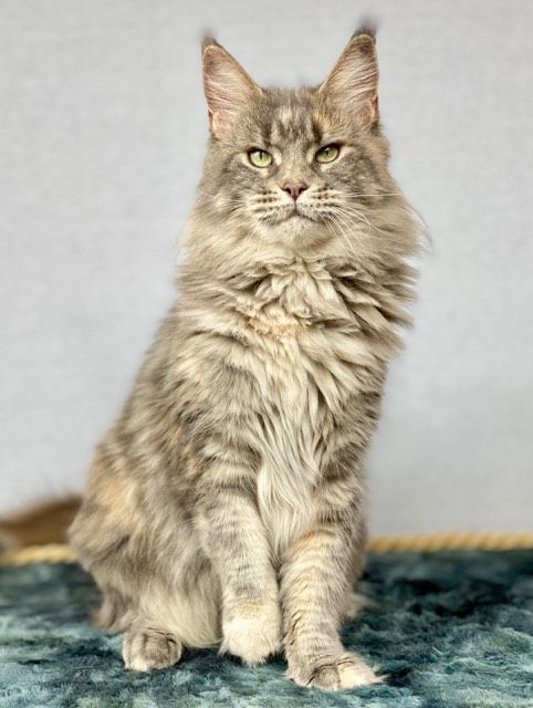 Maine Coon - CH. coonfire Jem