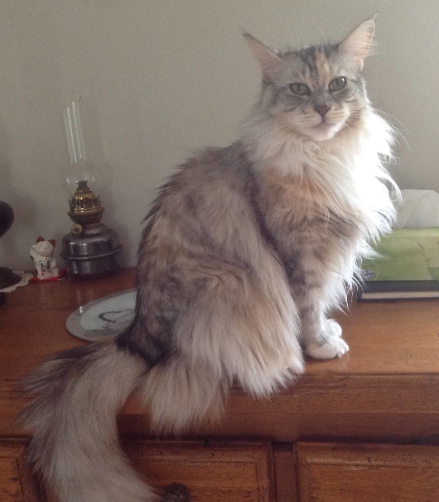 Maine Coon - Gucci Des Petits Youcoons
