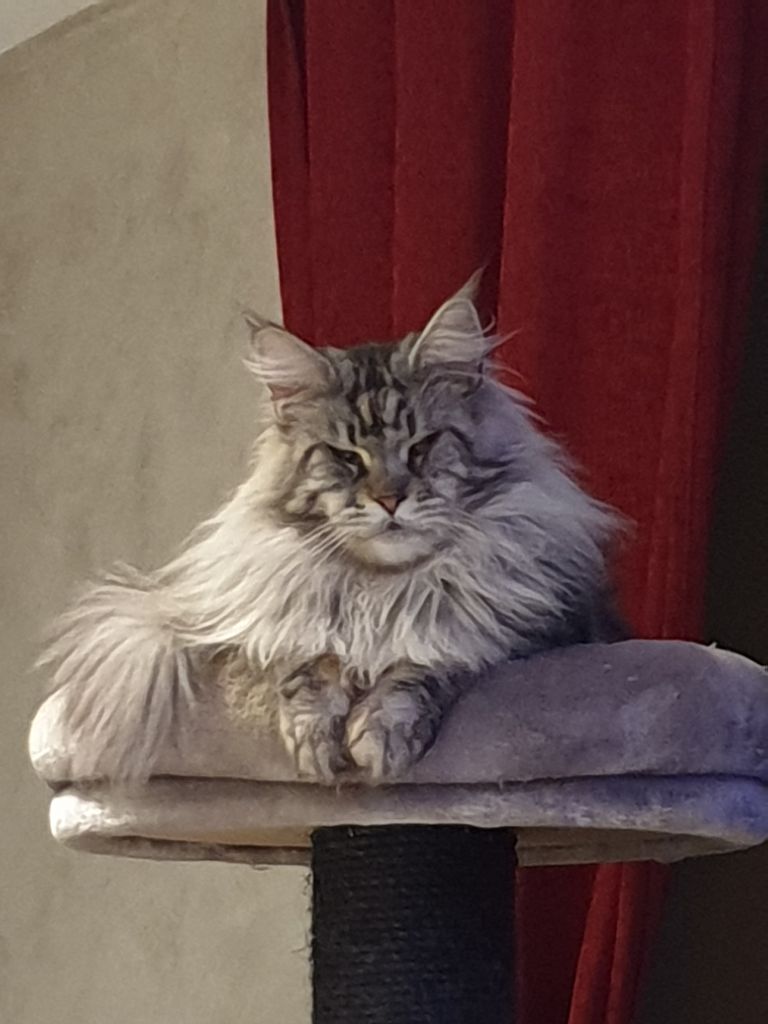 Maine Coon - Vincent delishes chic line