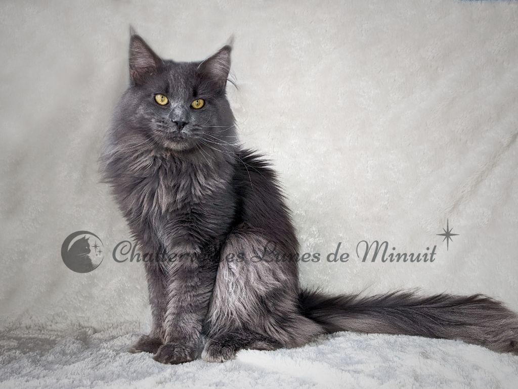 Maine Coon - CH. SÃ©phir Des Lunes De Minuit