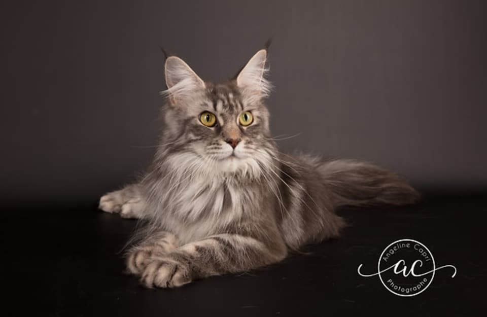 Maine Coon - CH. Melusine D'Helfina Coons