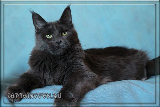 Maine Coon - asiacoon Blue beauty