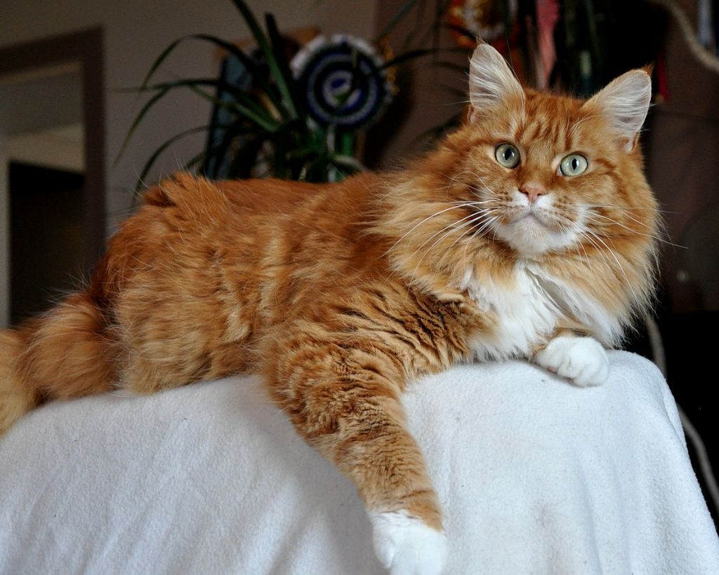 Maine Coon - Ice and fire Of White Gold