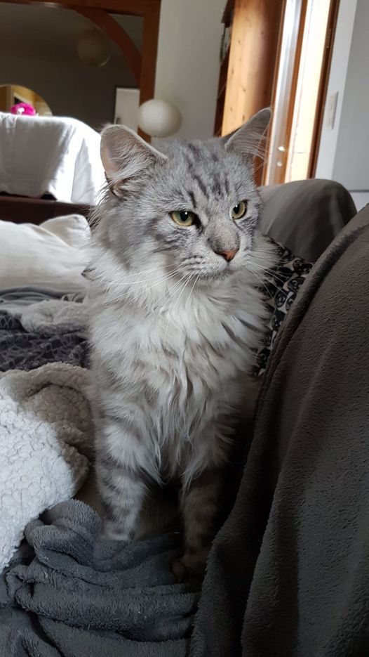 Maine Coon - So Out-coon's Odin PP