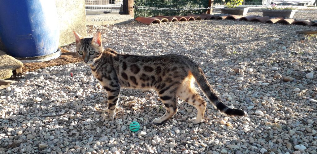 Bengal - Pandore De La Forêt De Nawala