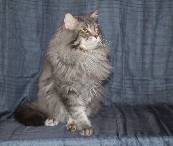 Maine Coon - Lord'dy des kopiways