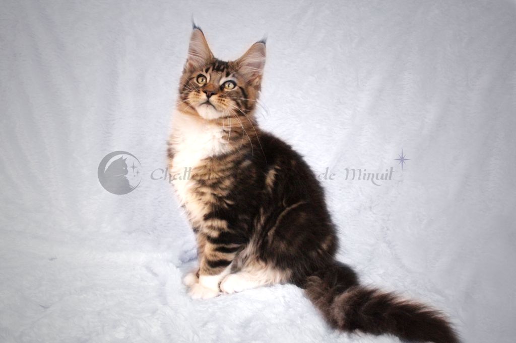 Maine Coon - Radagast de mourre frais