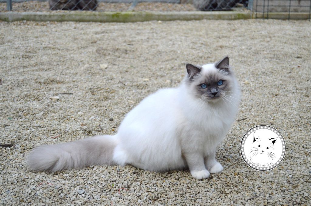 Ragdoll - Nancy Des Saphir De Fera