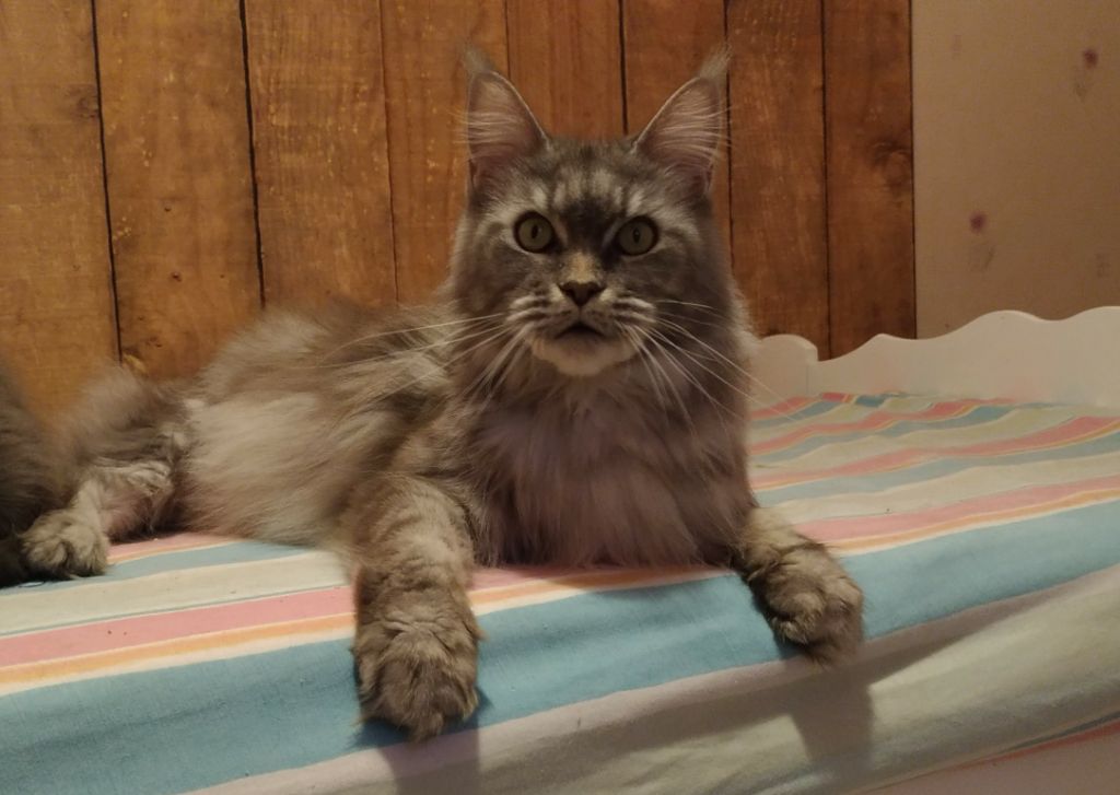 Maine Coon - Malaya de la belle lady