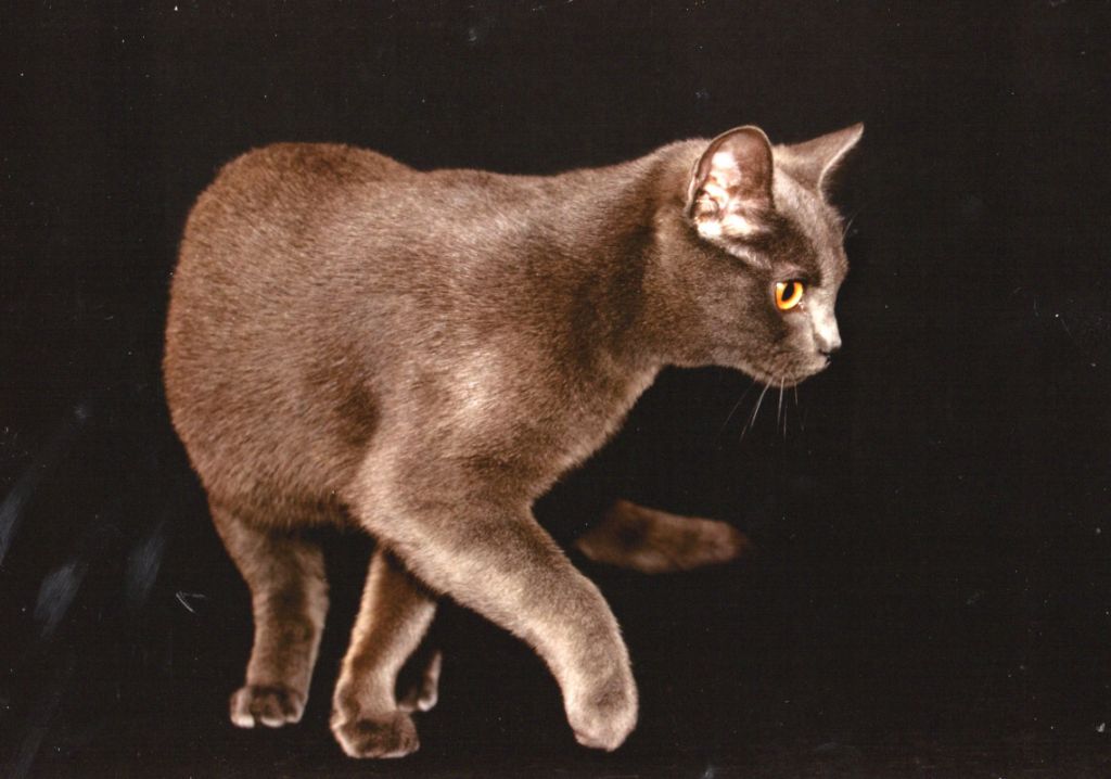 Chartreux - CH. oregane Du Majévéra