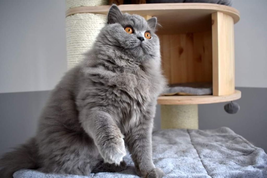 British Shorthair et Longhair - Elize rainbow fire *kz