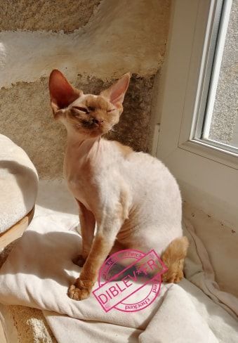 Devon Rex - GIC (FIFe). Ouzhpenn kan mil lur Diblev