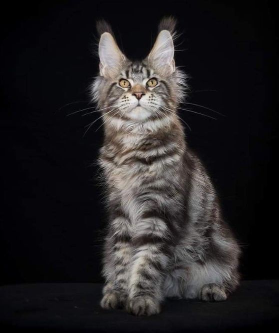 Maine Coon - enchanted city Gucci