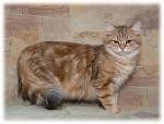 Sibérien - CH. O'nezhka onix gloria