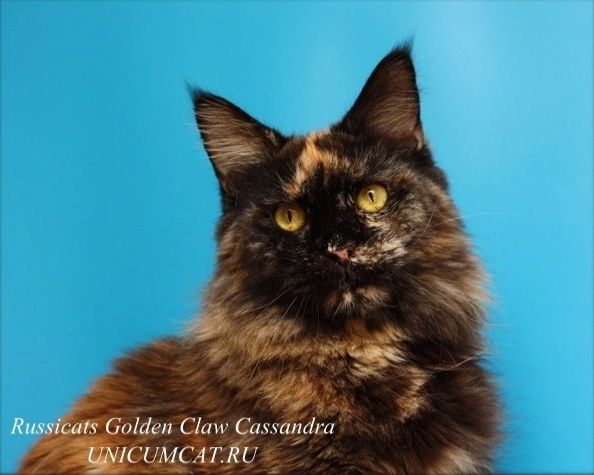 Maine Coon - russicats Goldenclaw cassandra