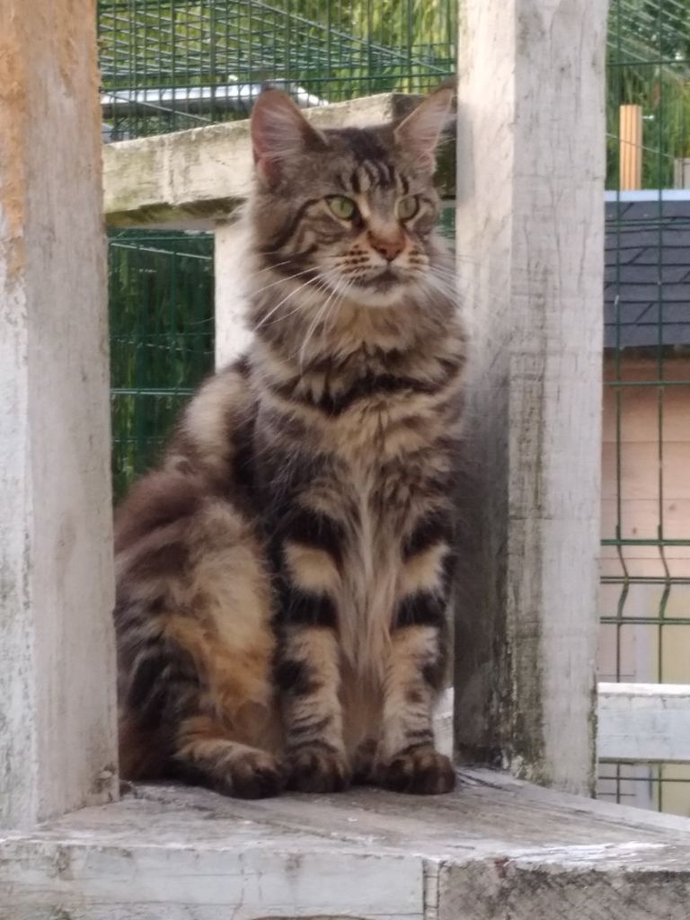 Maine Coon - Cartoonland's Libertine