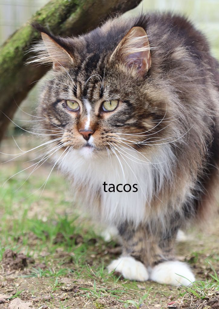 Maine Coon - da vinci Tacos