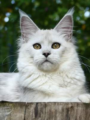 Maine Coon - CH. SWAN Of Wild Kingdom