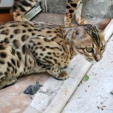 Bengal - icingsugar Carmel