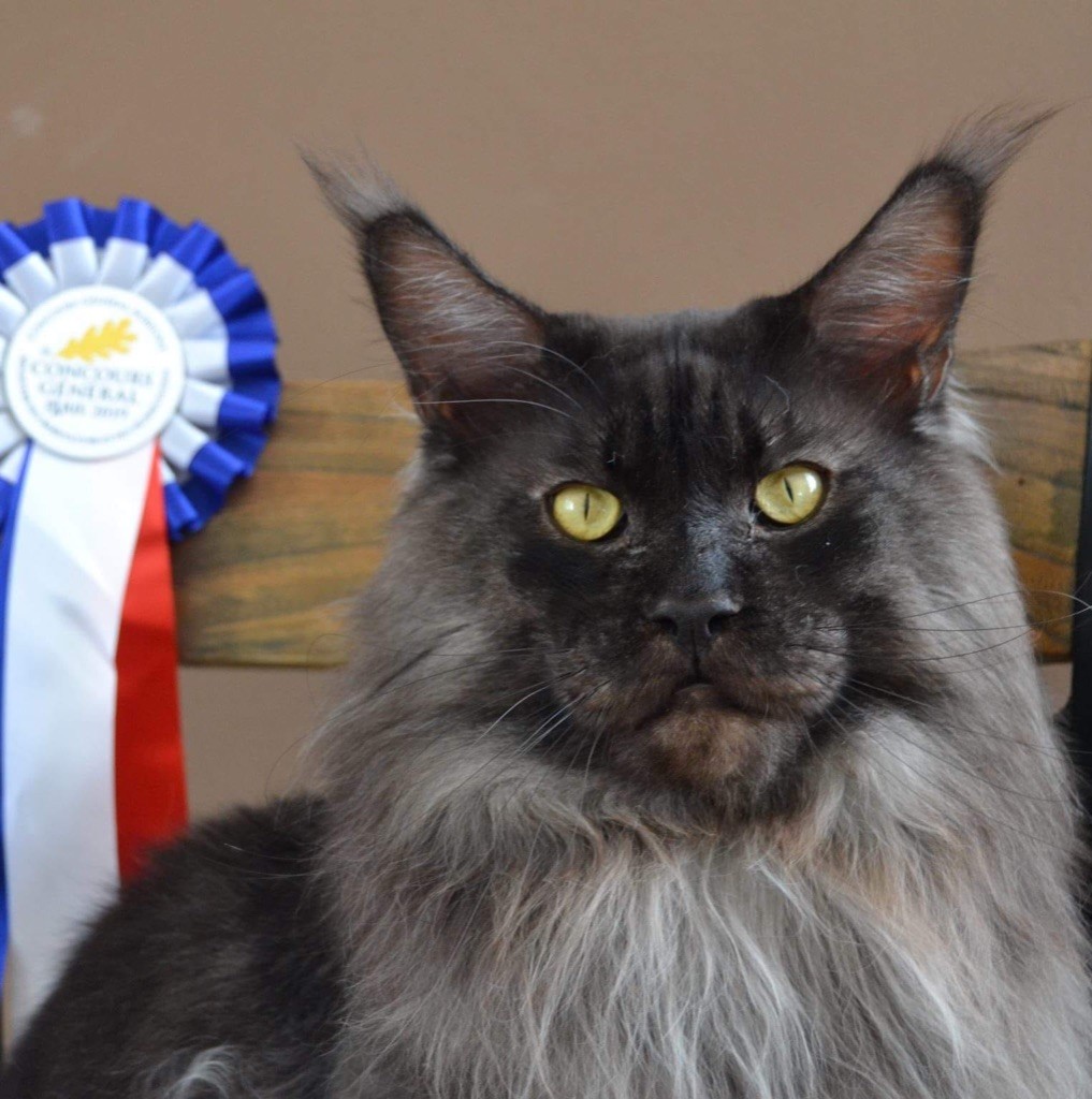 Maine Coon - CH. Lord of kingdom de nikko coons