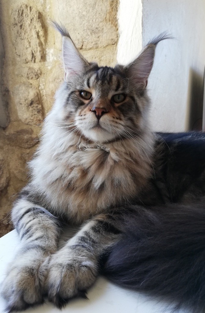 Maine Coon - Mr teed forestking