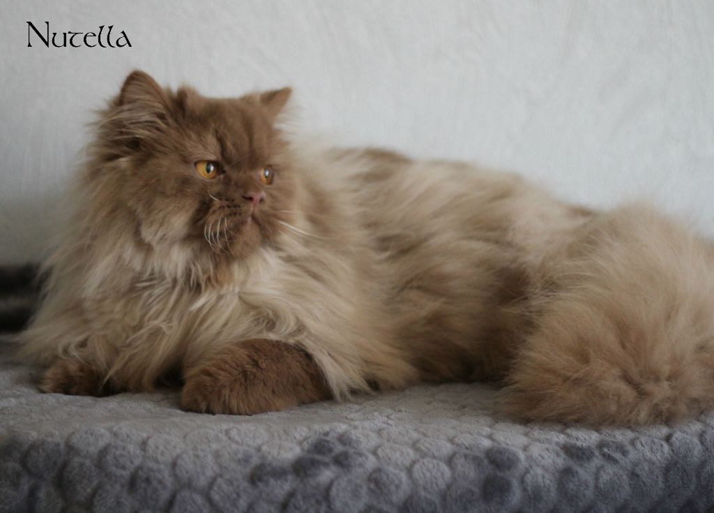 British Shorthair et Longhair - Nutella Du Monde De Gaïa