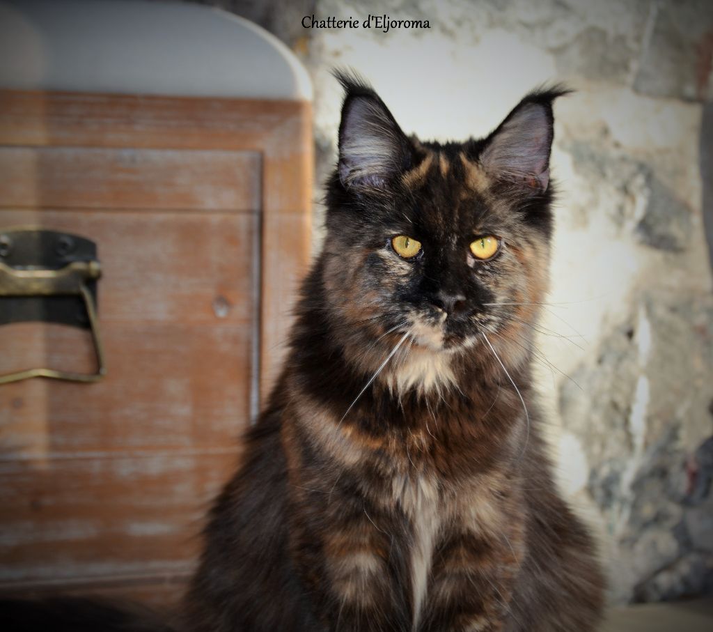 Maine Coon - magnifico galla Rumba
