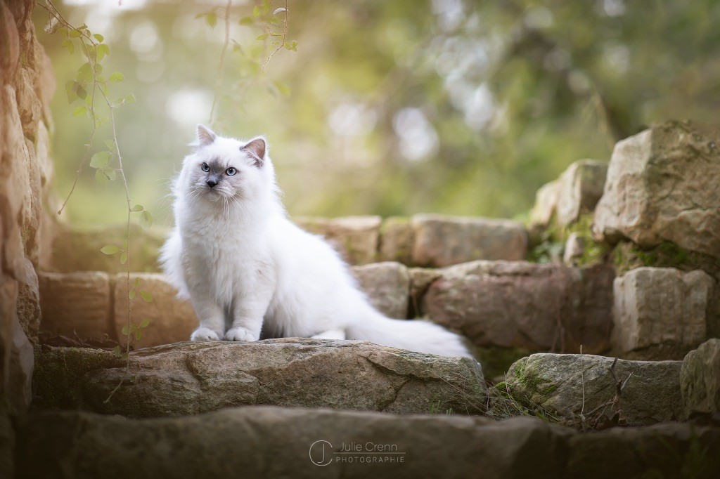 Ragdoll - CH. Ragnar Lodbrok Aux Joyaux Bleus