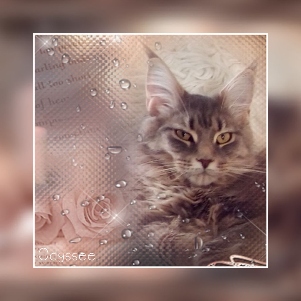Maine Coon - Odyssee Du Val D'azzarine