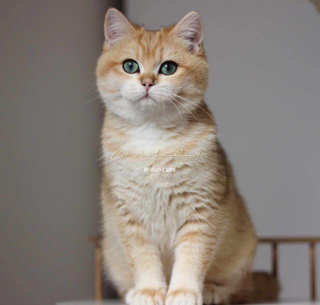 Les British Shorthair et Longhair de l'affixe Des Rives Du Viaur