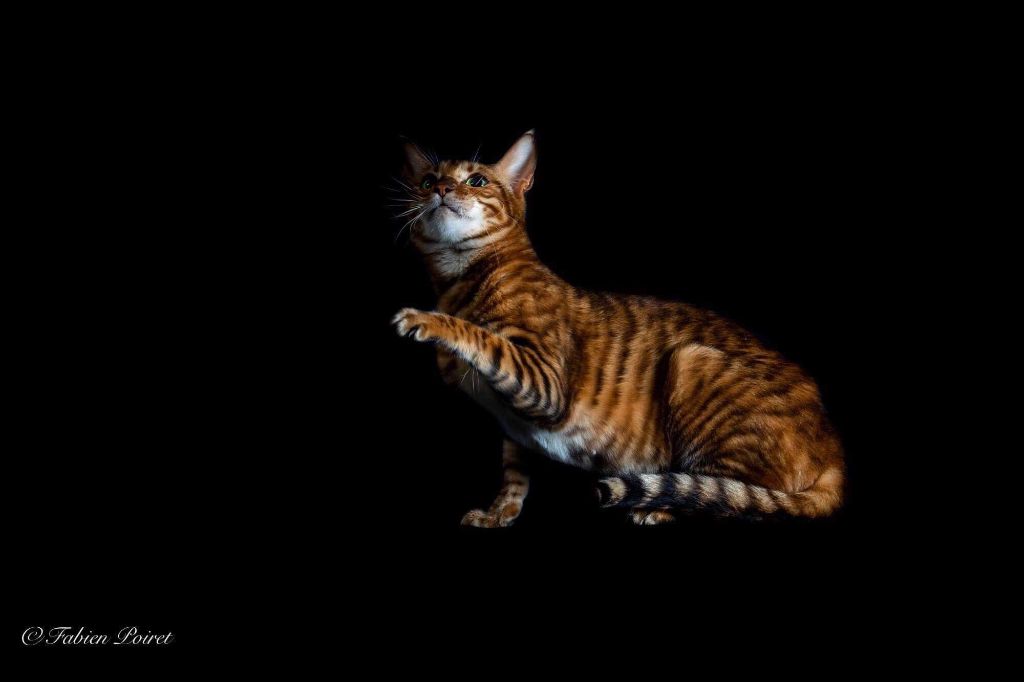 Toyger - brindleway Emma