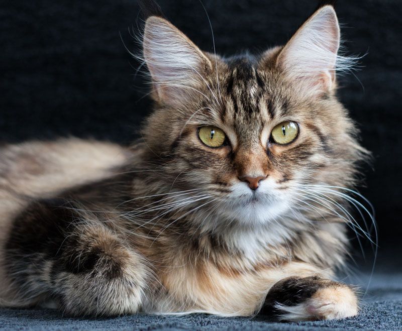 Maine Coon - Louna de laf 111714