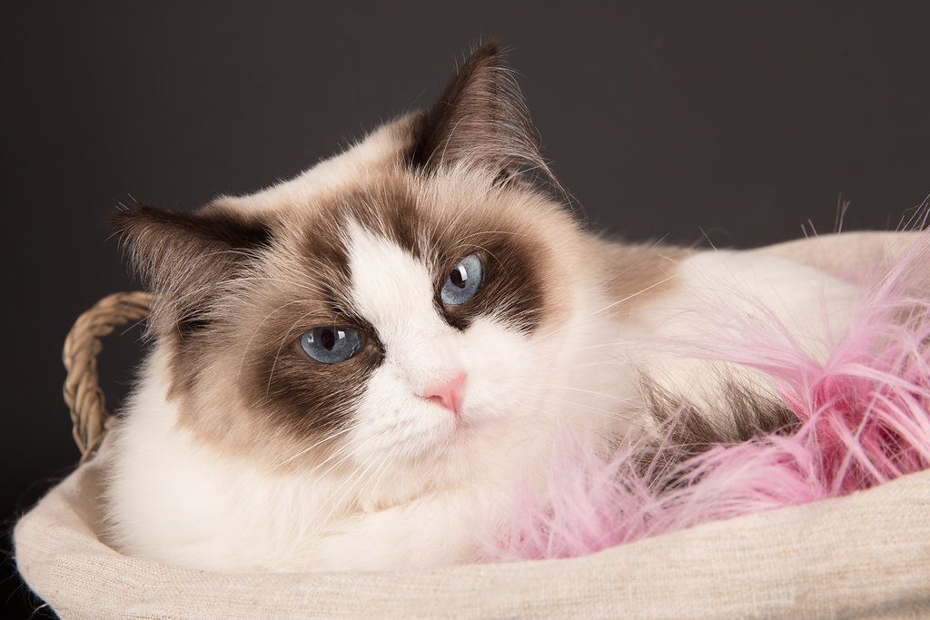 Ragdoll - Jade dite Jazz de la vieille puye