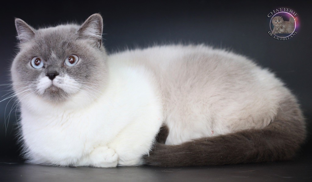 British Shorthair et Longhair - R'peluche De La Hillane