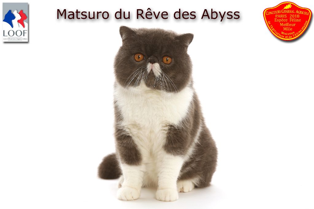Exotic Shorthair - CH. Matsuro Du Rêve Des Abyss