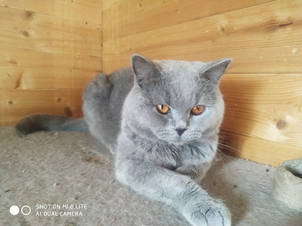 British Shorthair et Longhair - Neyge du clos des avn