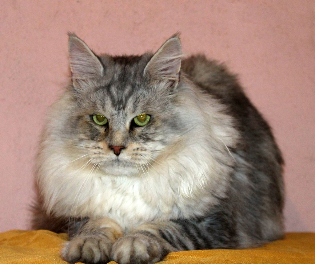 Maine Coon - P'tit prince mainecoons de l'o