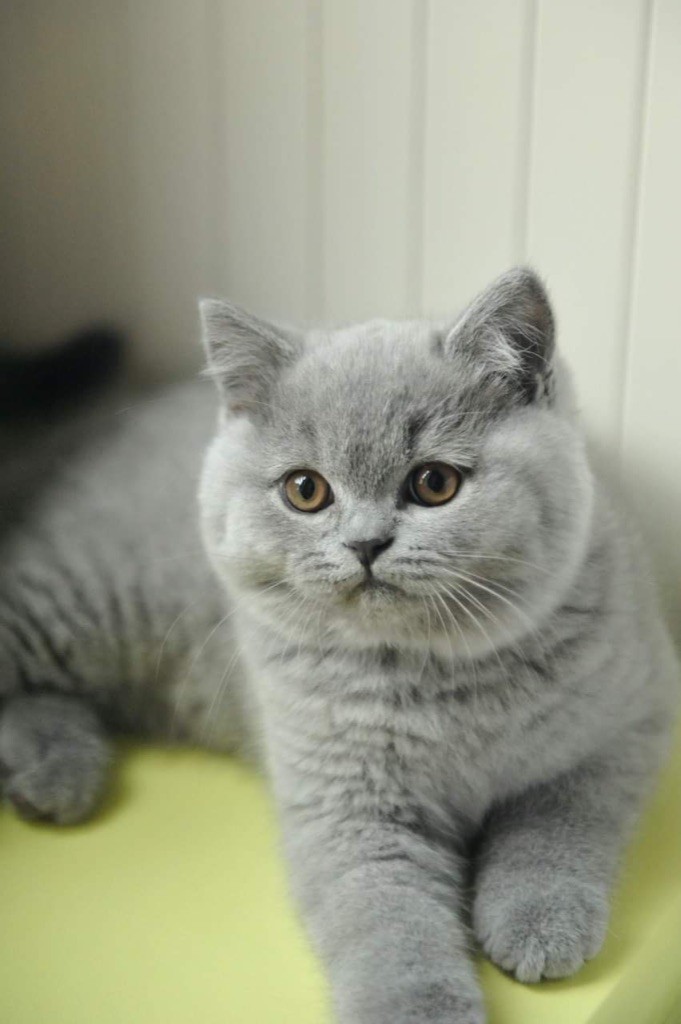 Les British Shorthair et Longhair de l'affixe Des Joyaux De Millau