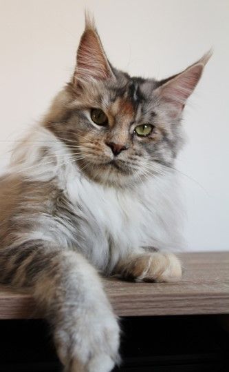 Maine Coon - CH. Navy Dream's Qara zor-el supergirl