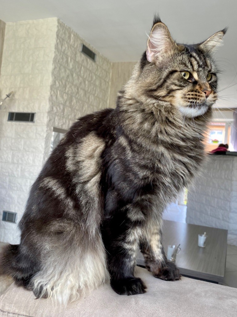 Maine Coon - cuvÉe speciale Marty mcfly