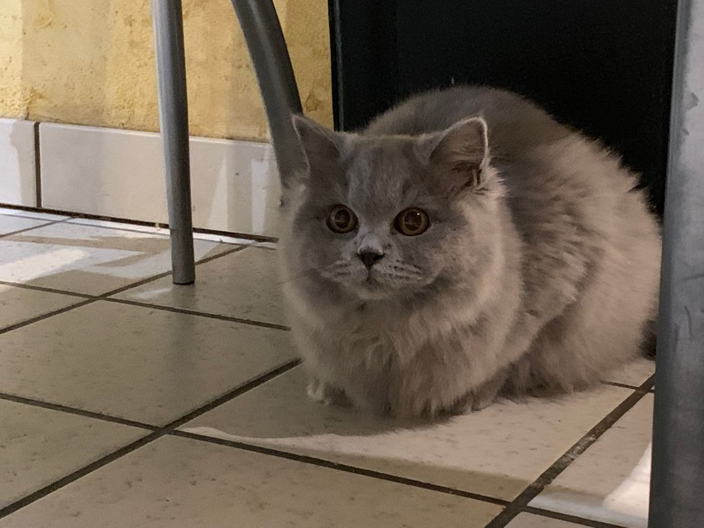 British Shorthair et Longhair - Perle Sans Affixe