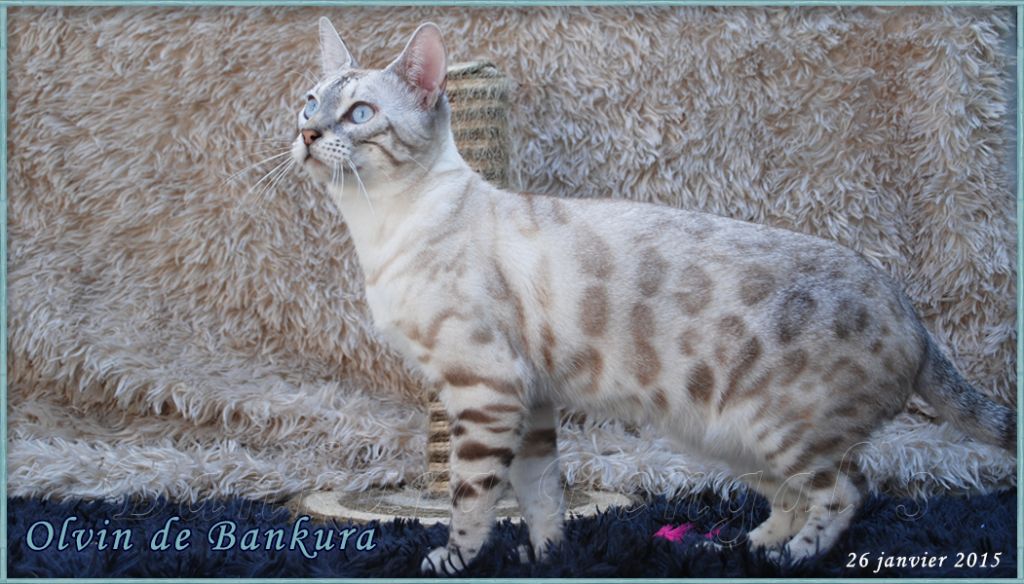 Olvin Bankura Bengal's